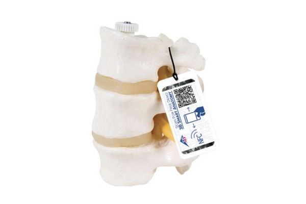 model 3 ludzkich kręgów lędźwiowych, elastycznie zamontowanych - 3b smart anatomy - 1000151 [a76/8] 3b scientific modele anatomiczne 2